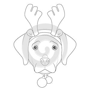 Christmas greeting card for coloring. Labrador Retriever dog with reindeer horns and Christmas toy balls