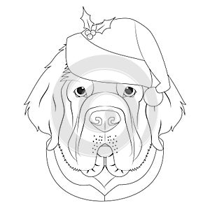 Christmas greeting card for coloring. Newfoundland dog with Santa`s hat