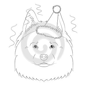 Christmas greeting card for coloring. Samoyed dog wearing a party hat photo