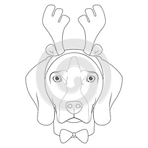 Christmas greeting card for coloring. Weimaraner dog with reindeer horns and bow tie