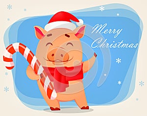 Christmas greeting card. Cute pig