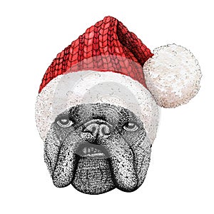 Christmas greeting card with happy winter french bulldog dog wearing in the knitted red cap