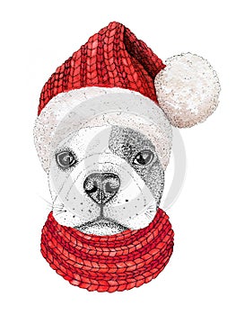 Christmas greeting card with happy winter french bulldog dog wearing in the knitted scarf and red hat