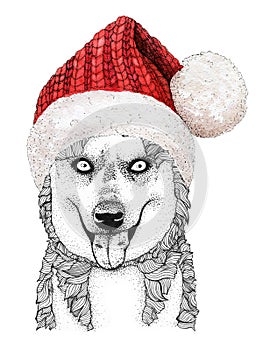 Christmas greeting card with happy winter husky dog wearing in the knitted red cap