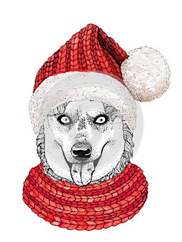 Christmas greeting card with happy winter husky dog wearing in the knitted scarf and red hat