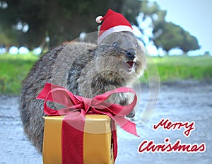 Christmas greetings with gift box and smiling quokka in Santa hat