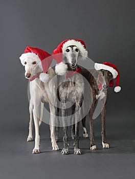 The christmas greyhound