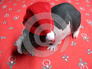 Christmas guinea Pig