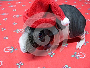 Christmas guinea Pig