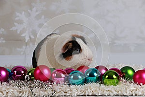 weihnachtliches Meerschweinchen