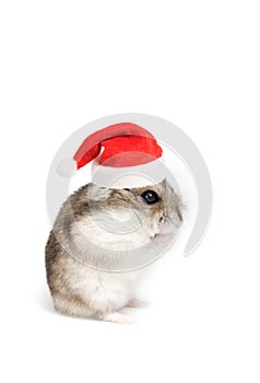 Christmas hamster