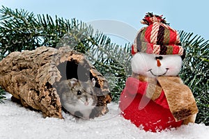 Christmas hamster