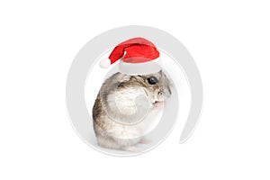 Christmas hamster