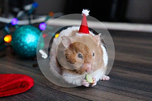 Christmas hamster in a Christmas or New Year\'s interior. Suitable for postcards. Close-up