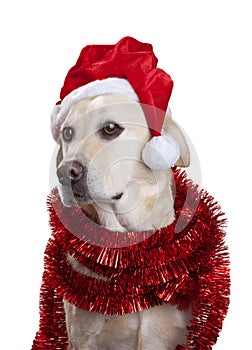 Vianočná čapica pes 
