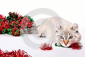 Christmas Highland Lynx kitten