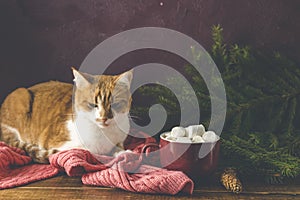 Christmas holiday composition of coffee with marshmallows and red white domestic cat on dark wood background table. Celebrating at