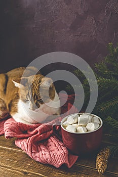 Christmas holiday composition of coffee with marshmallows and red white domestic cat on dark wood background table. Celebrating at