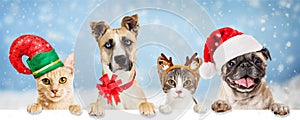 Christmas Holiday Dogs and Cats Over Web Banner