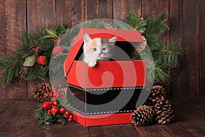 Christmas Holiday Kitten in a Santa Gift Box