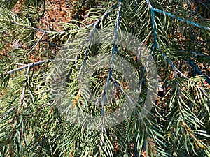 Christmas holiday tree branch pine conifer evergreen closeup garland decoration holidays decor trimming branches