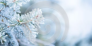 Christmas holiday tree. Winter snow background. Blue spruce, beautiful Christmas and New Year Xmas tree art design photo