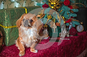 Christmas Holidays, decoration for home, and cute little dog siting near