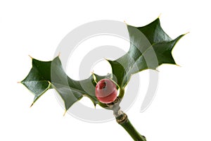 Christmas holly