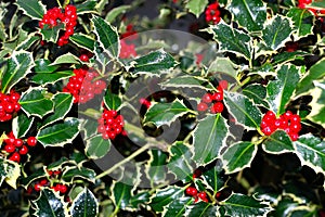 christmas holly background