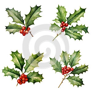 Christmas Holly Berries Sprig Watercolour Illustration Isolated