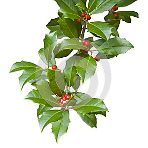 Christmas holly branch isolated on white