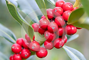 Christmas holly branch with red berries on the blurred background