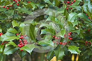 Christmas holly branches background wallpaper