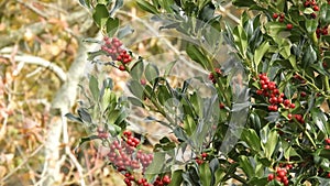Christmas holly branches with red berries on the blurred garden background