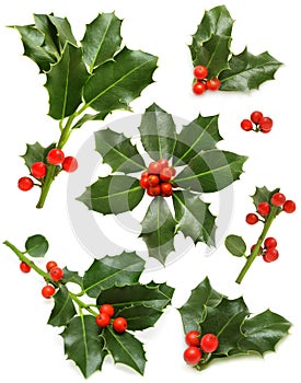 Christmas holly - green leaf, red berry, twig