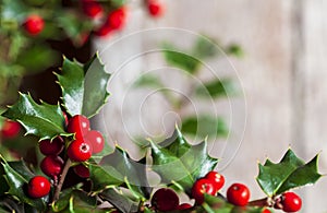 Christmas Holly Green Leaves and Red Berries Ilex Aquifolium