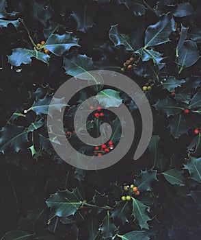 Christmas holly, green leaves, red fruit