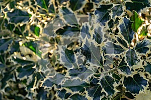 Christmas holly ilex aquifolium Argentea Marginata growing in a park. Graceful border leaves