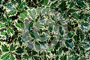 Christmas holly ilex aquifolium Argentea Marginata growing in a park. Graceful border leaves as background