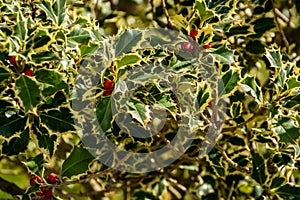 Christmas holly Ilex aquifolium Argentea Marginata growing in a park. Graceful fringed leaves with red berries