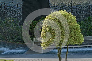 Christmas holly ilex aquifolium Argentea Marginata in public landscape city park `Krasnodar` or `Galitsky park` on waterfall