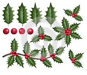 Christmas holly leaves, berries and branches illustration