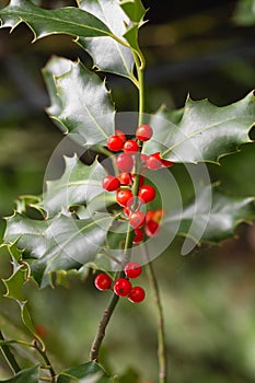 Christmas Holly red berries, Ilex aquifolium plant. Holly green foliage with mature red berries. Ilex aquifolium or Christmas