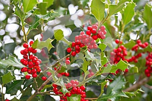 Christmas Holly red berries, Ilex aquifolium plant. Holly green foliage with mature red berries. Ilex aquifolium or Christmas