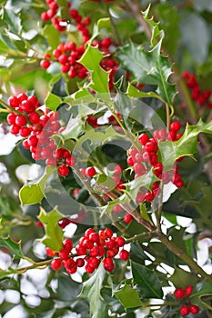 Christmas Holly red berries, Ilex aquifolium plant. Holly green foliage with mature red berries. Ilex aquifolium or Christmas