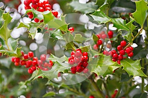 Christmas Holly red berries, Ilex aquifolium plant. Holly green foliage with mature red berries. Ilex aquifolium or Christmas