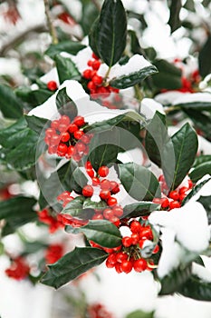 Christmas Holly red berries, Ilex aquifolium plant. Holly green foliage with mature red berries. Ilex aquifolium or Christmas