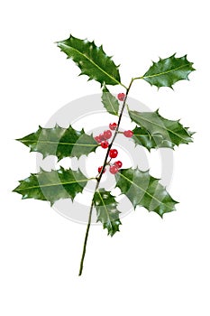 Christmas Holly With Red Berries. Traditional festive decoration. Holly branch with red berries on white background