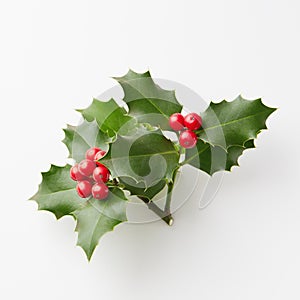 Christmas Holly With Red Berries On White.