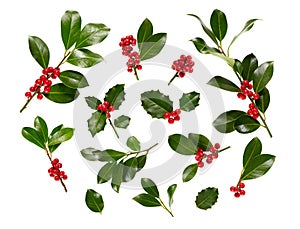 Christmas Holly With Red Berries On White.